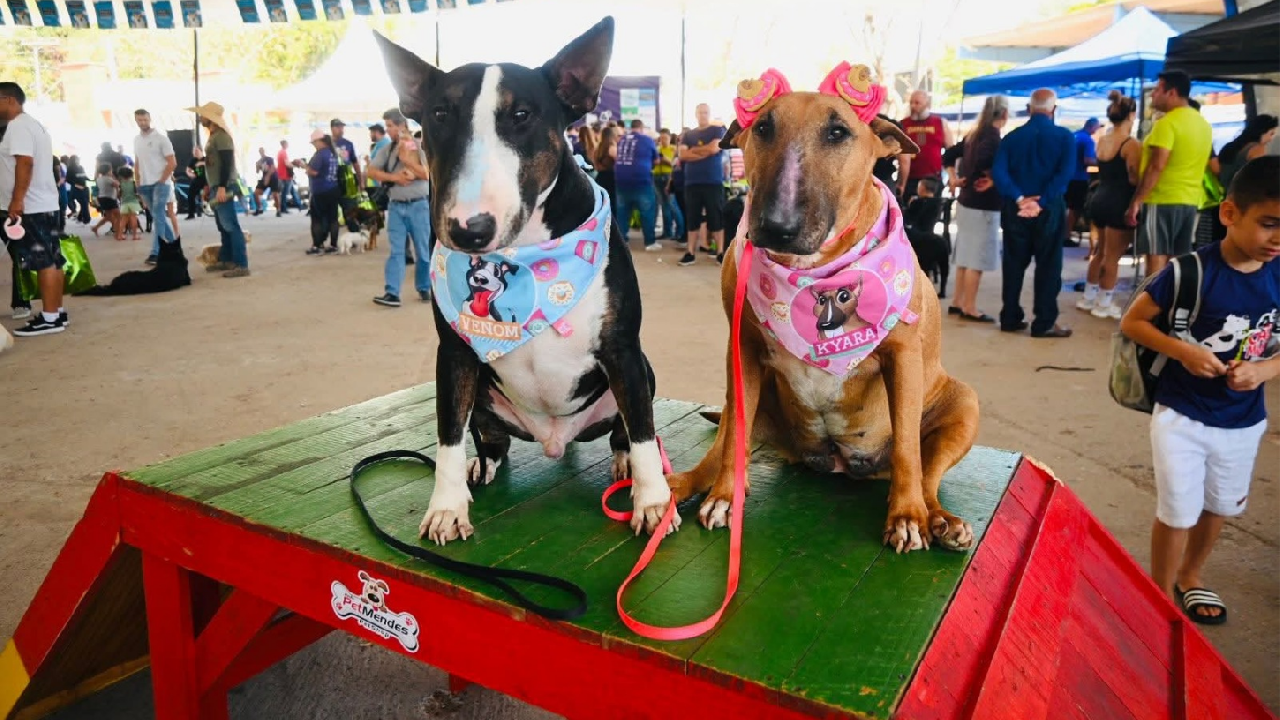 5ª Cãominhada Solidária acontece neste domingo em Piedade com atrações para toda a família