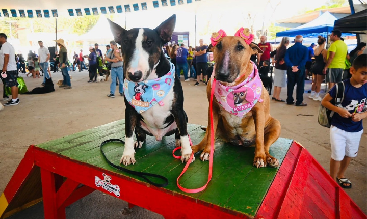 5ª Cãominhada Solidária acontece neste domingo em Piedade com atrações para toda a família