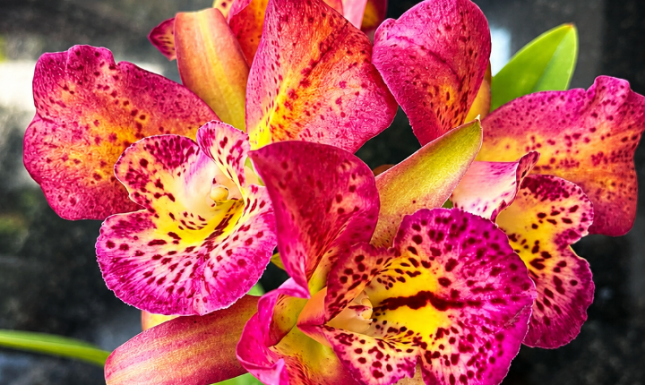 7ª Exposição Nacional de Orquídeas de Piedade acontece de 24 a 26 de julho