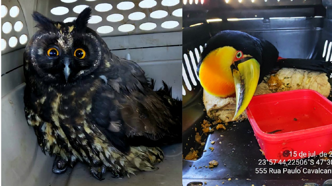 Aves silvestres são resgatadas em Tapiraí e encaminhadas para centro de reabilitação