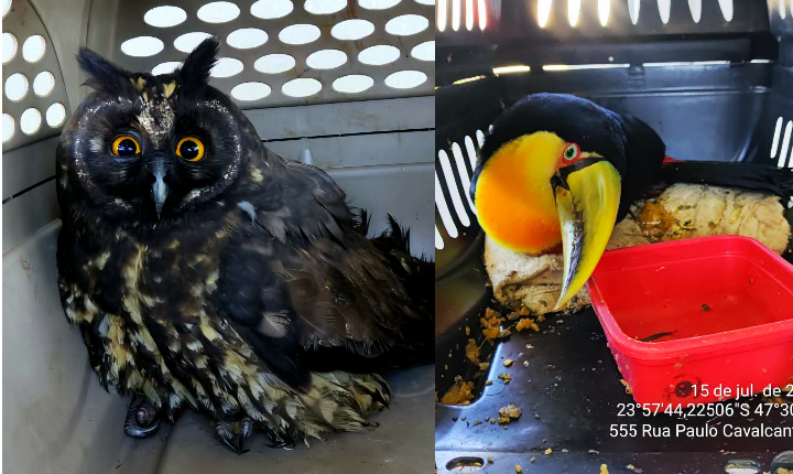 Aves silvestres são resgatadas em Tapiraí e encaminhadas para centro de reabilitação