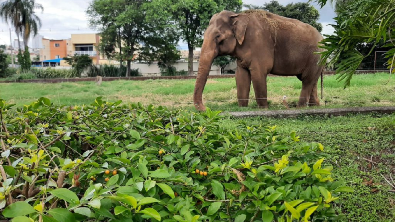 Elefante Sandro é transferido de Sorocaba para santuário no Mato Grosso