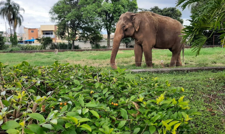 Elefante Sandro é transferido de Sorocaba para santuário no Mato Grosso