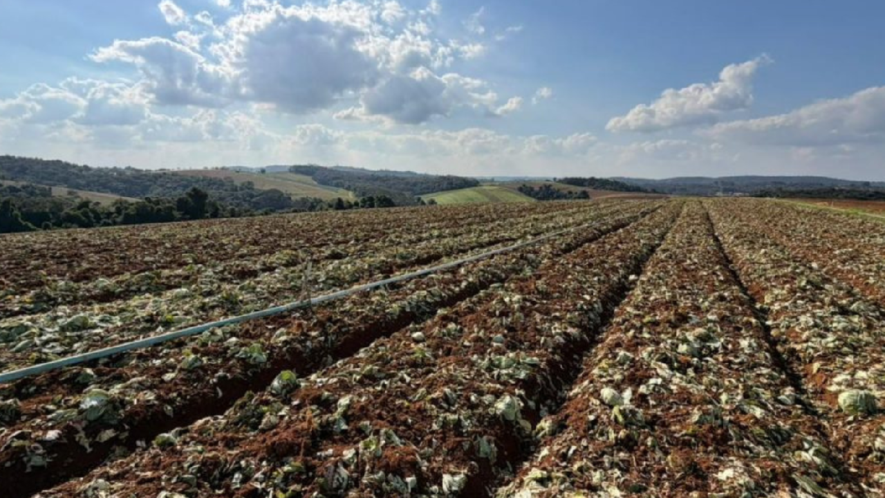 Governo de SP libera R$ 5 mi para produtores afetados em Ibiúna e Piedade