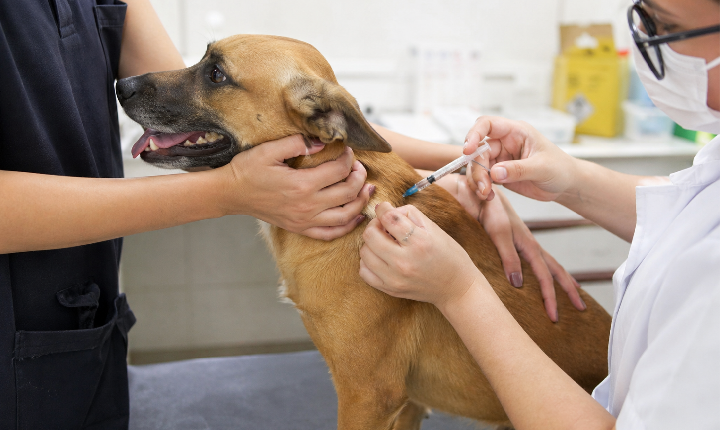 Piedade inicia vacinação antirrábica gratuita para cães e gatos