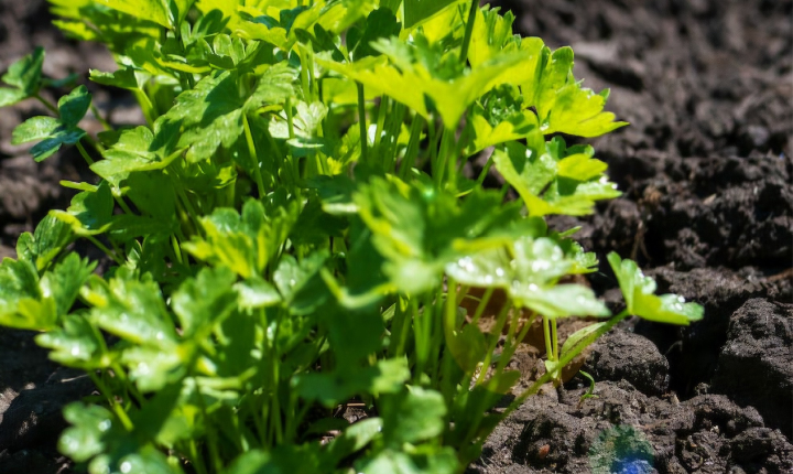 Piedade lidera: coentro com menor preço do ano