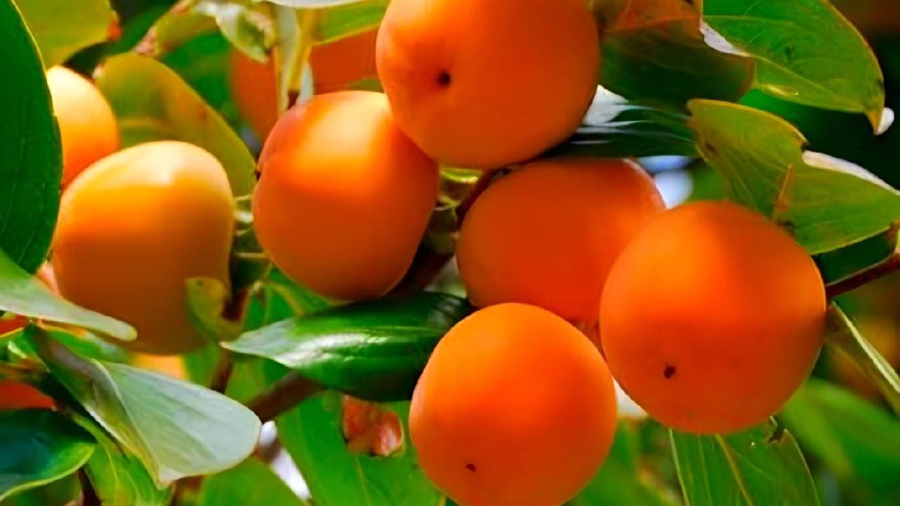 Piedade lidera venda de caqui Fuyu na CEAGESP com queda nos preços