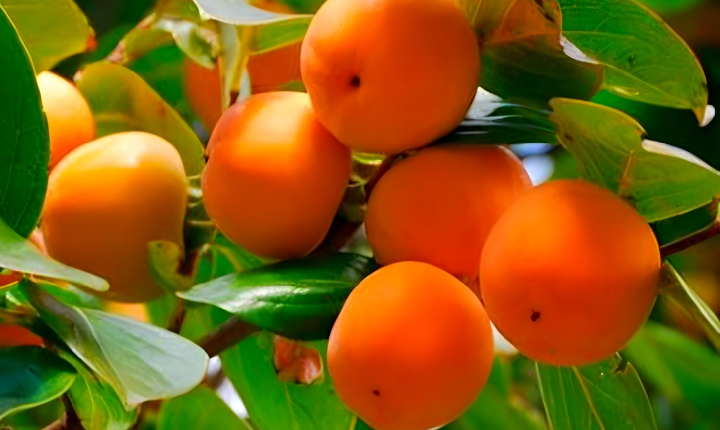 Piedade lidera venda de caqui Fuyu na CEAGESP com queda nos preços