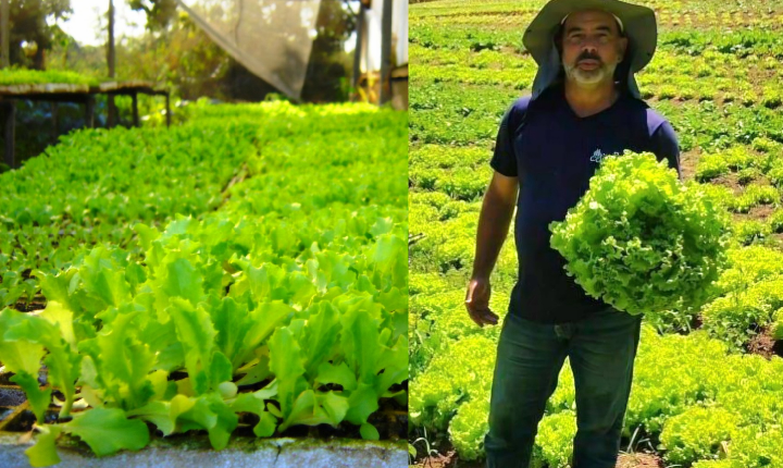 Piedade se destaca na produção de alface em meio à liderança paulista no setor
