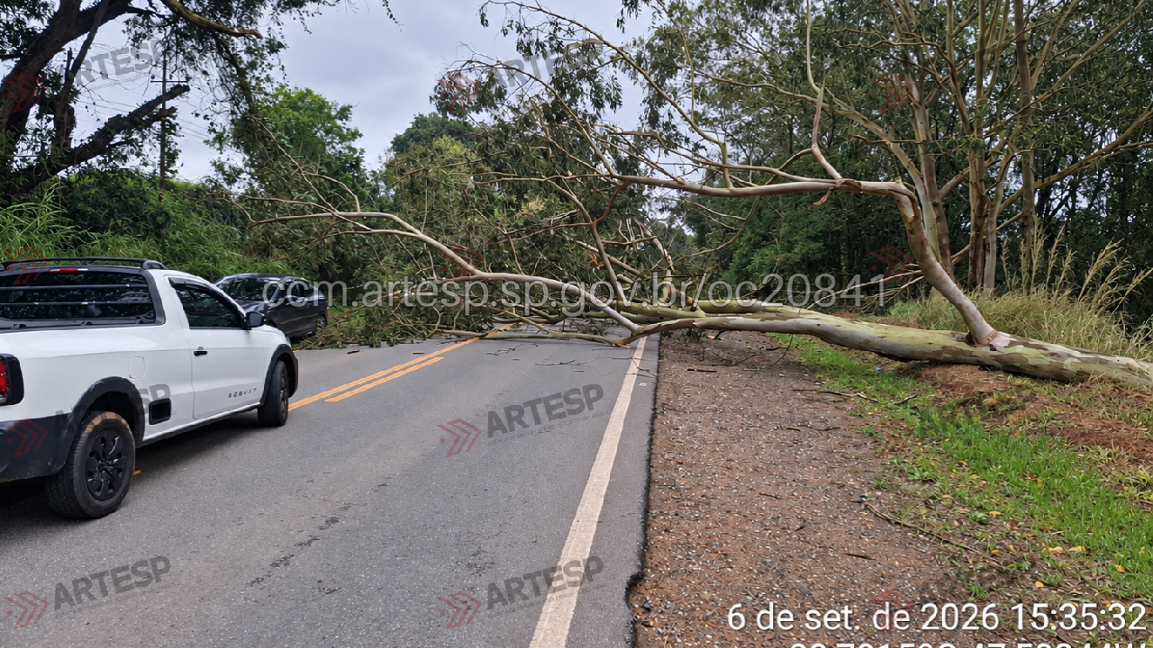 Queda de árvore interdita SP-250 em Piedade