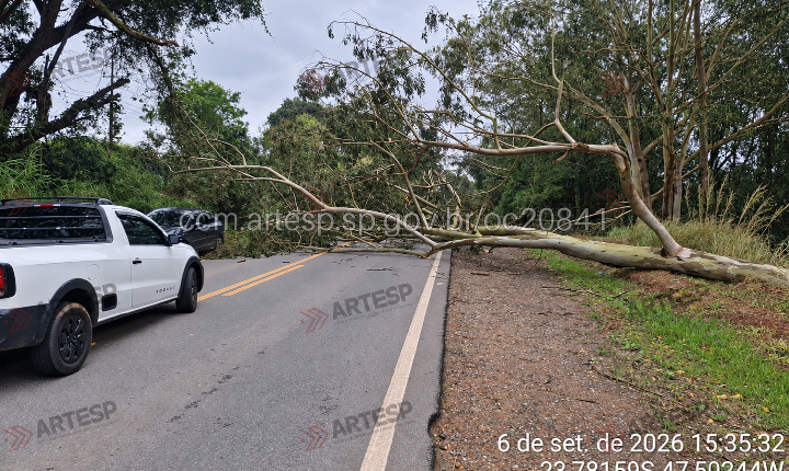 Queda de árvore interdita SP-250 em Piedade