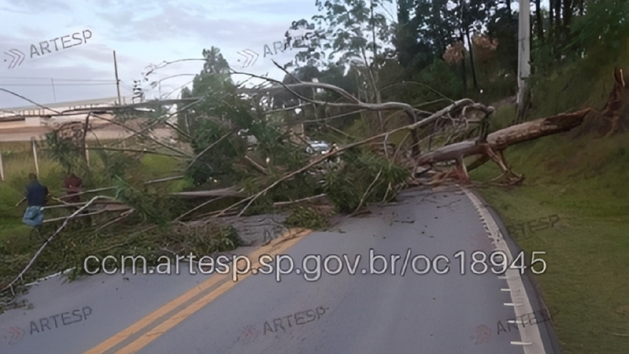 Queda de árvore interdita trecho da Rodovia SP-250 em Piedade