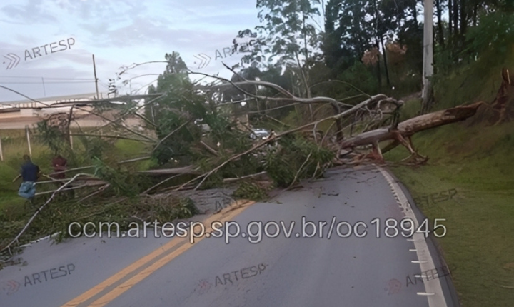 Queda de árvore interdita trecho da Rodovia SP-250 em Piedade