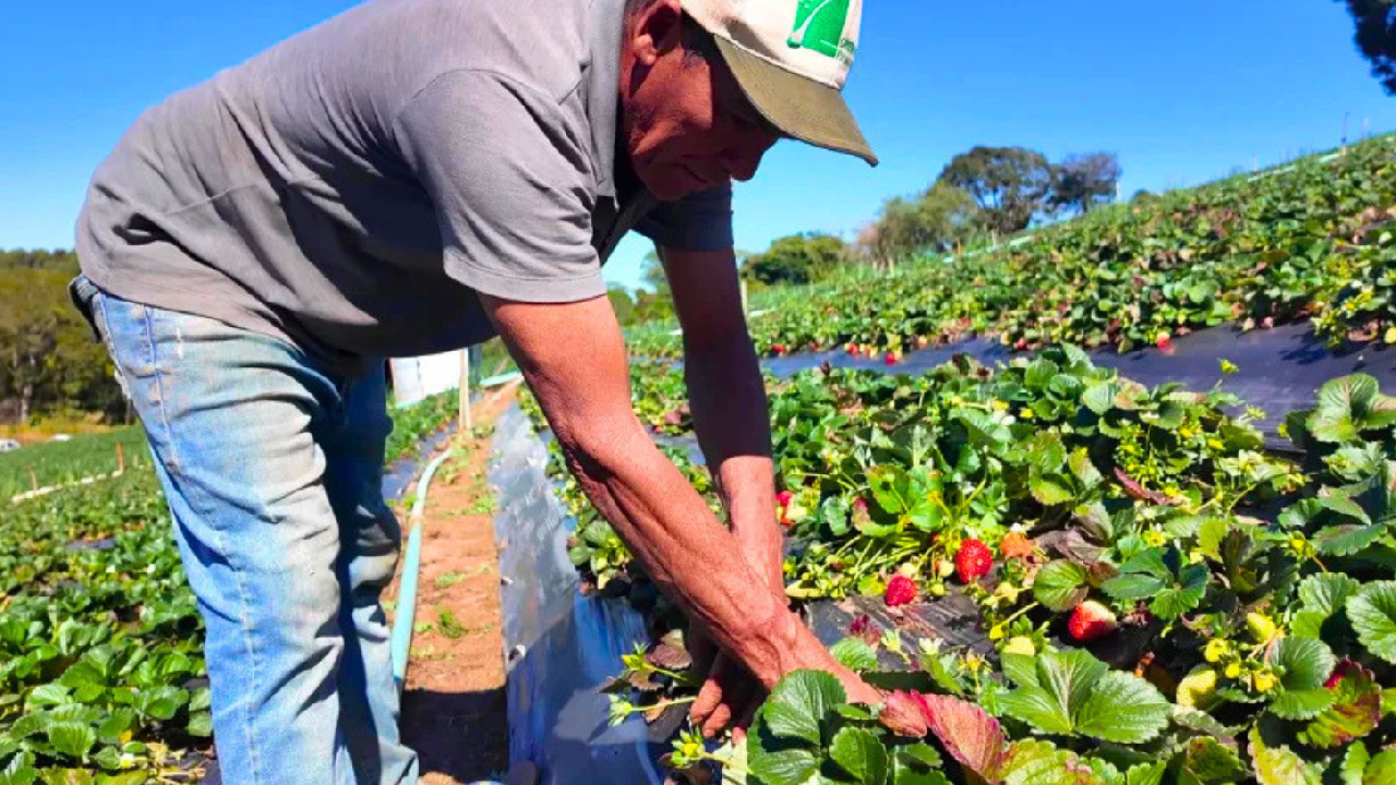 Saiba como vender produção rural a órgãos públicos