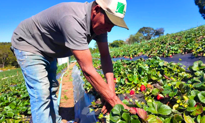 Saiba como vender produção rural a órgãos públicos