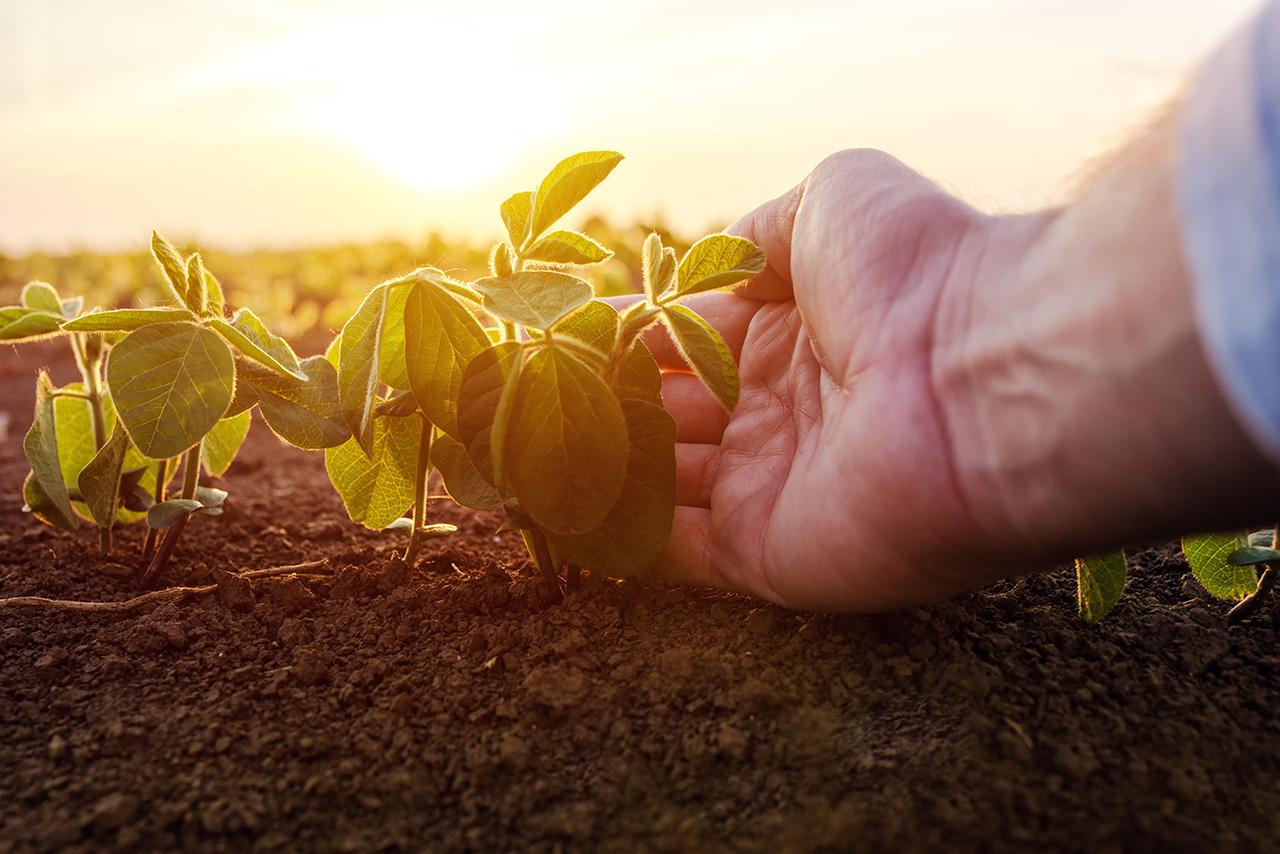 Agricultores receberam R$ 4,1 bilhões em indenizações de seguro rural entre janeiro e novembro de 2021
