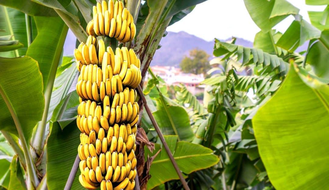 Banana Exportações de 2021 superam as de 2020
