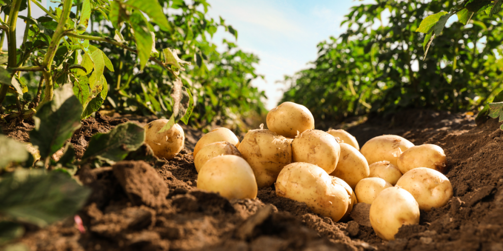 Batata Preços registram ligeira queda no atacado