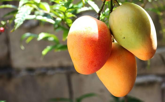 Brasil bate recorde histórico com mais de US$ 1,21 bilhão em exportação de frutas em 2021