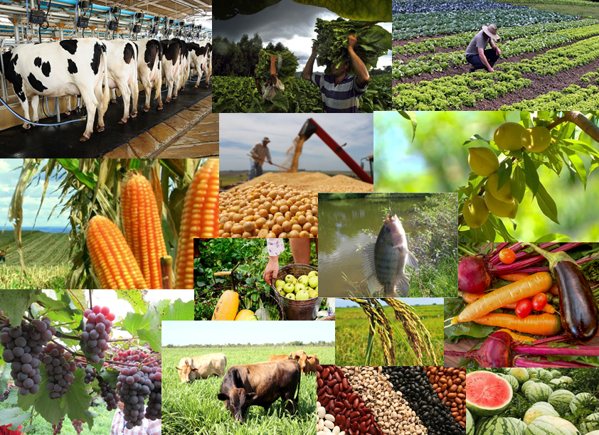 Cálculos Preliminares indicam Valor da Produção Agropecuária em São Paulo 26,6% maior em 2021