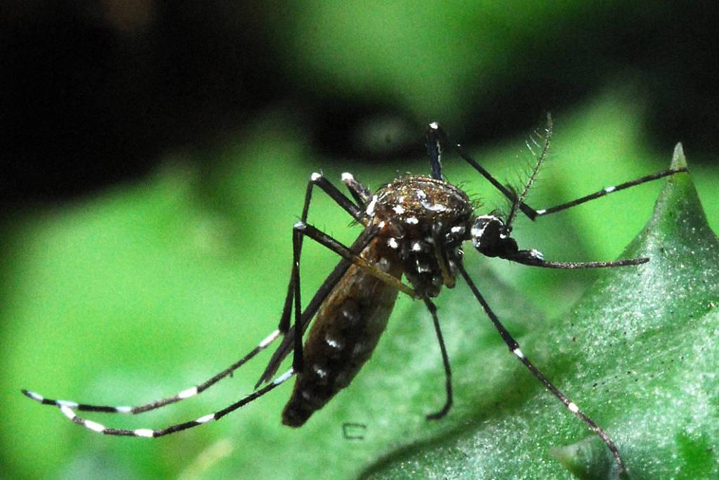 Dengue: mais de 70% dos casos se concentram em cerca de 200 municípios, mas demais cidades também devem agir
