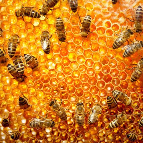 Mel é capaz de detectar qualidade do ar, indica pesquisa