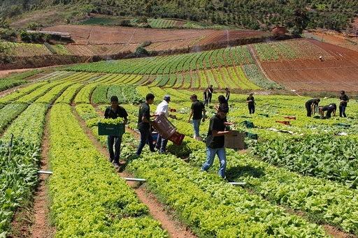 Produtores rurais contrataram 30% mais financiamentos de julho a dezembro de 2021
