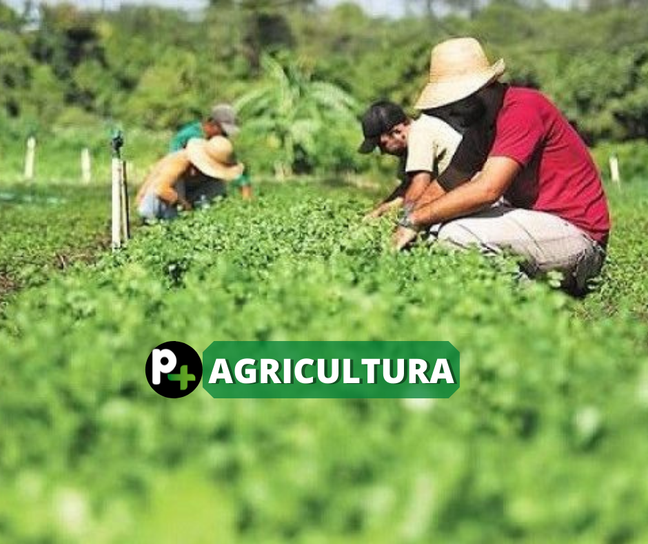 Agricultores familiares já podem consultar produtos com direito a bônus do PGPAF em fevereiro
