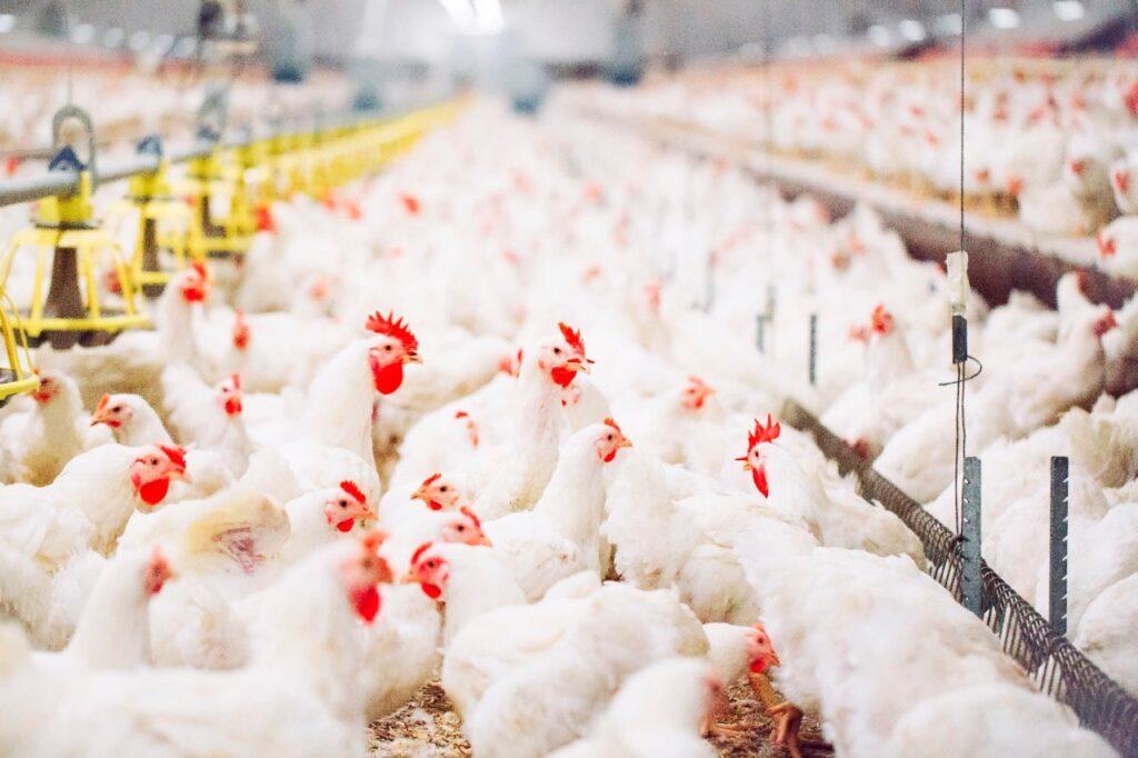 Frango começa a recuperar preço no atacado, mas ave na granja deve seguir com preço estável, diz analista