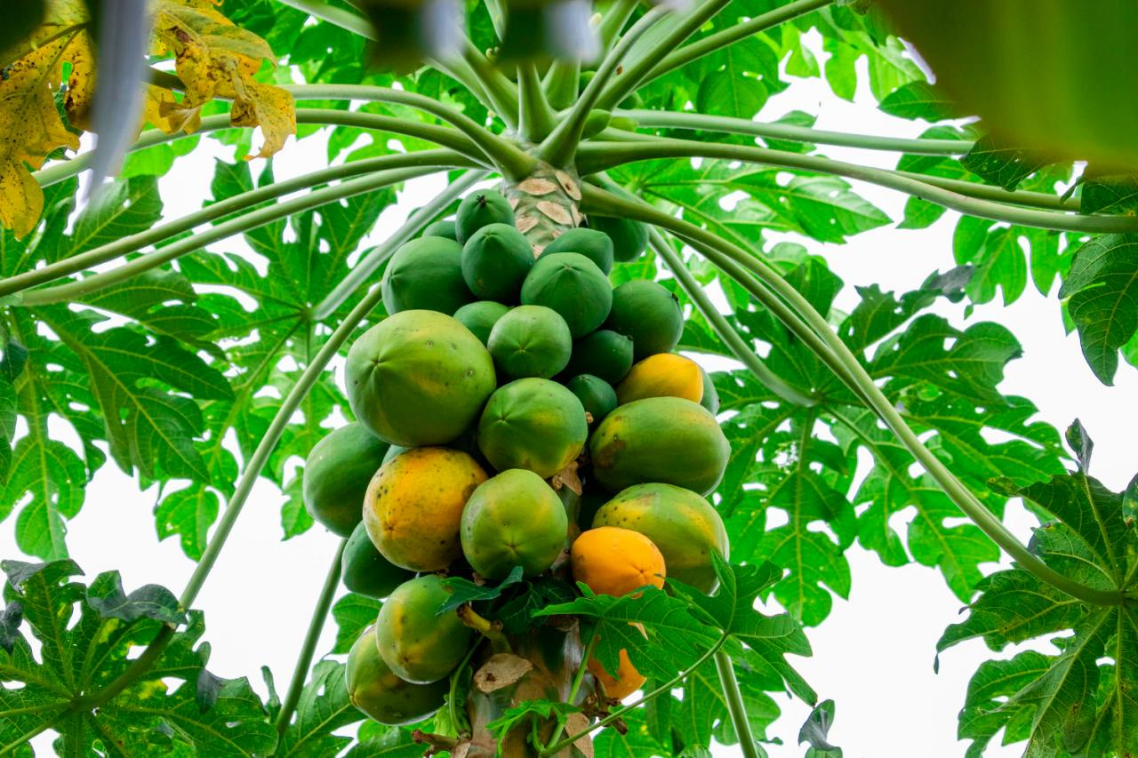 Redução na demanda por frutas favorece preços baixos da laranja e mamão