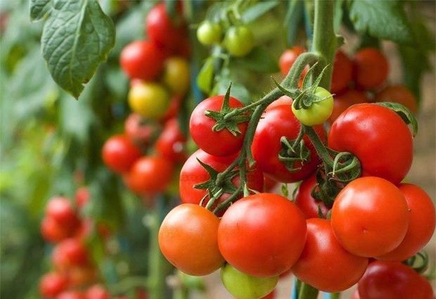 Tomate preços registram ligeira alta no atacado