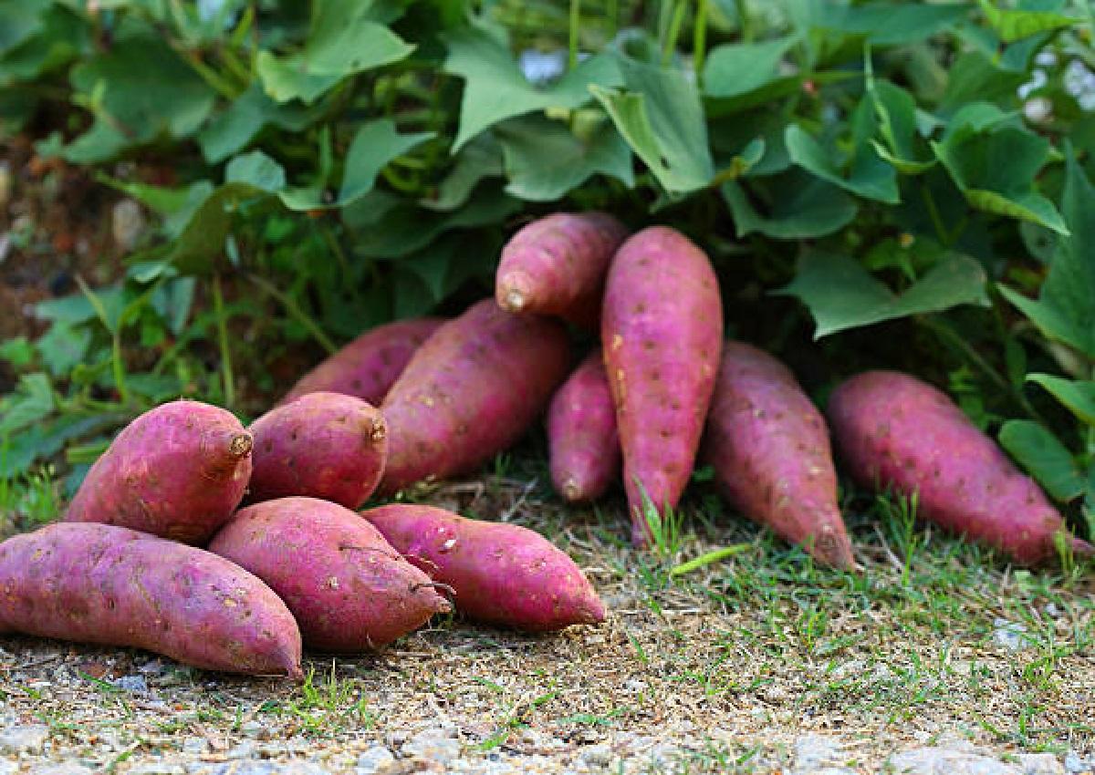 Batata-doce rosada é o produto destaque da semana