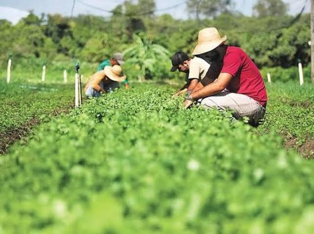 Governo de SP autoriza repasse definitivo de terras para agricultores familiares