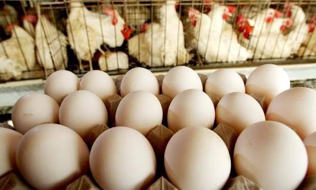 Preço do ovo sobe mais que inflação e bate recorde; entenda motivos