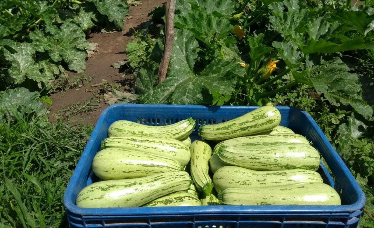 Veja os alimentos que ficaram mais caros em fevereiro, segundo o IBGE