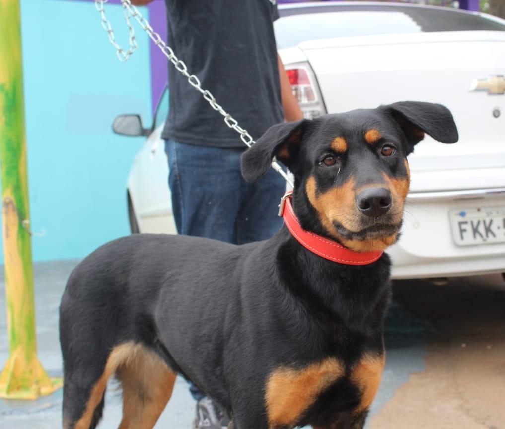 1ª Cãominhada Solidária acontece neste domingo (10)