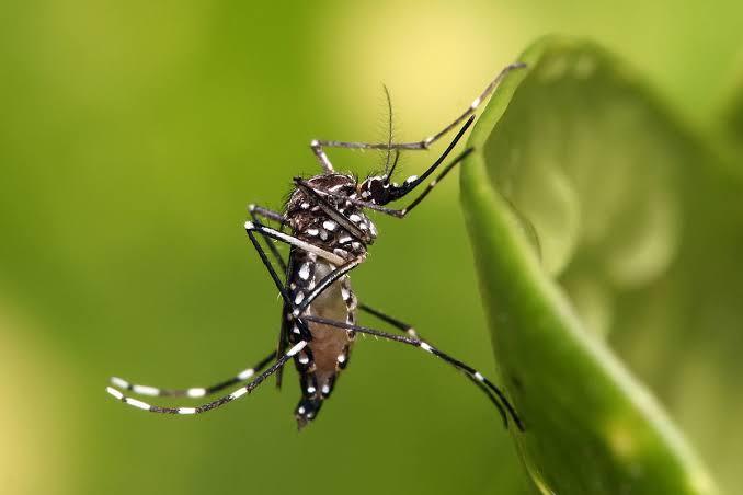 Casos de dengue em todo o país aumentam 95% em relação a 2021
