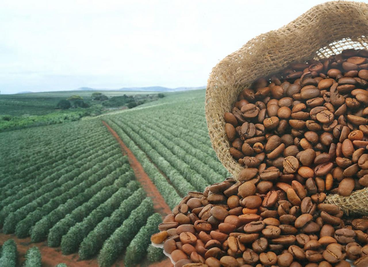 O Governo reajusta preços mínimos para laranja, trigo e café