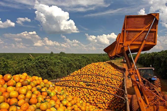 Safra de laranja 2021/22 fecha com quebra de 31,20 milhões de caixas