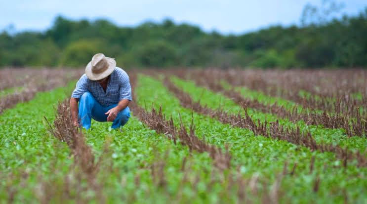 Seguro rural registra 217 mil apólices contratadas em 2021