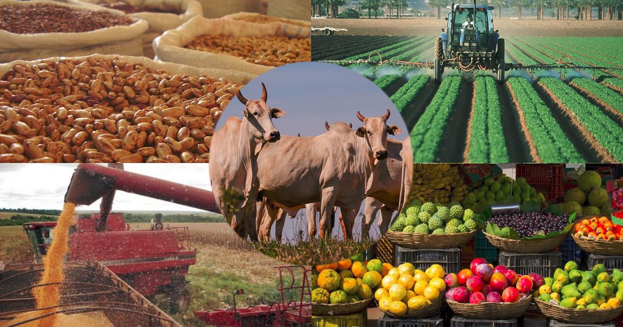 Valor da Produção Agropecuária deve chegar a R$ 1,227 trilhão este ano
