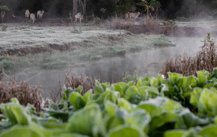 Frio intenso preocupa produtores rurais e deixa campo em alerta
