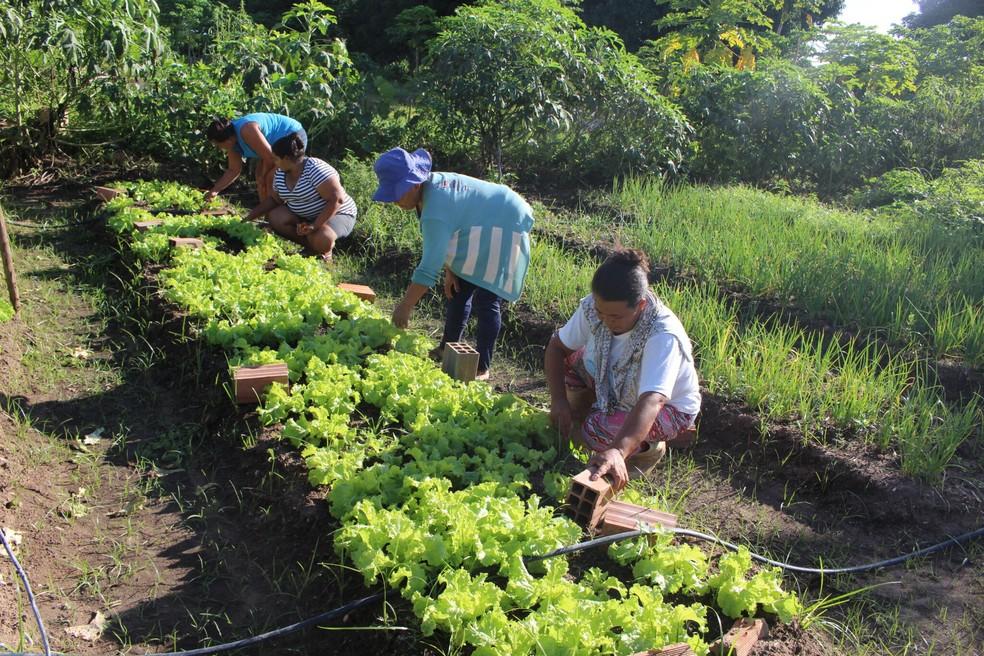 Agricultura familiar: declaração de aptidão será emitida somente até 31 de outubro