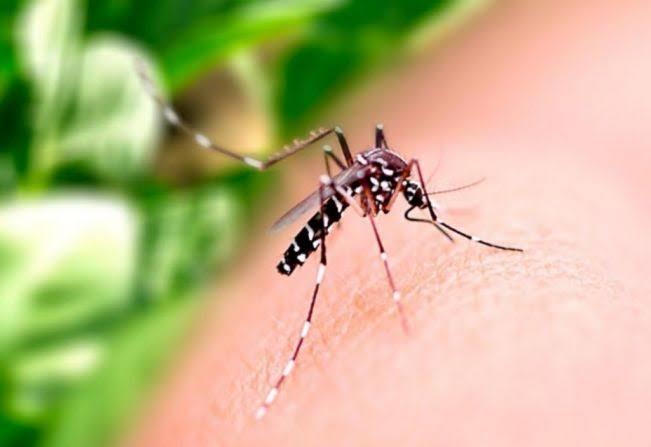 Casos de dengue no Brasil crescem quase 185% neste ano
