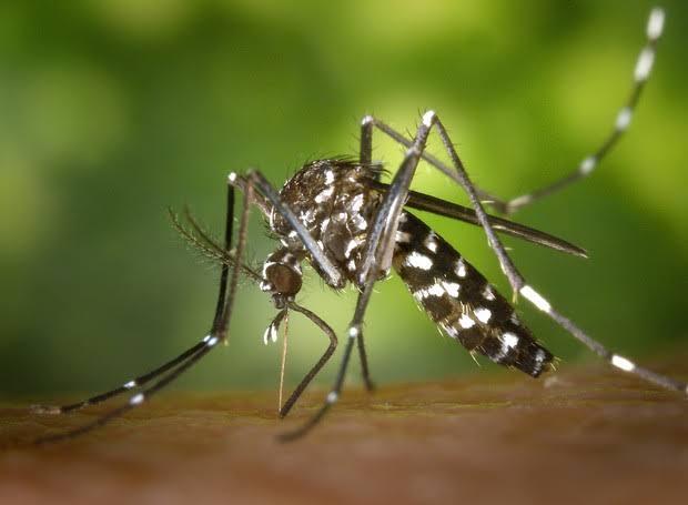 Dia Nacional de Combate ao Aedes aegypti é neste sábado