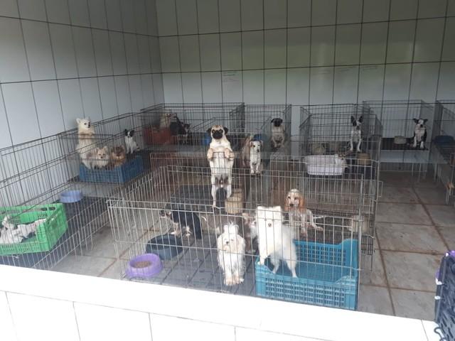 Justiça condena dona de canil por maus-tratos a cachorros em Piedade