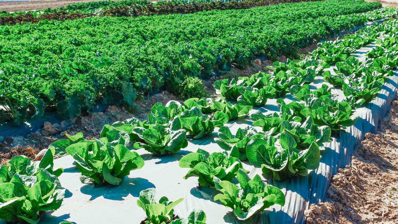 IBGE: 32% dos solos do país têm potencial natural para a agricultura