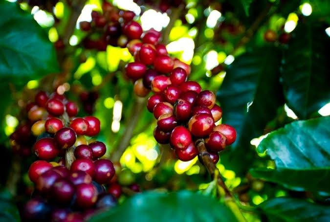 Conab diz que safra de café será de 54,94 milhões de sacas