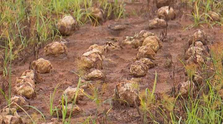 Produtores de hortaliças acumulam perdas causadas pelas chuvas em Piedade