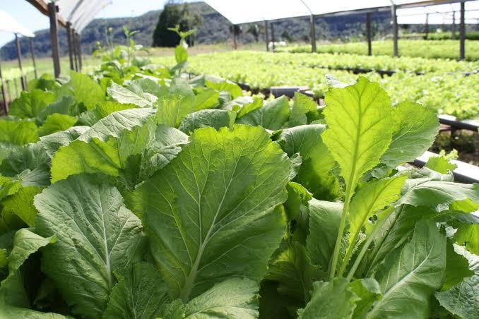CEAGESP promovem encontro com produtores de folhosas para apresentar Programa APL Agrotech